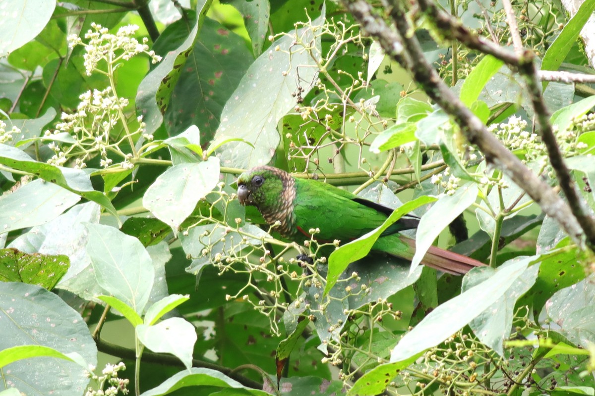Maroon-tailed Parakeet - Margaret Viens