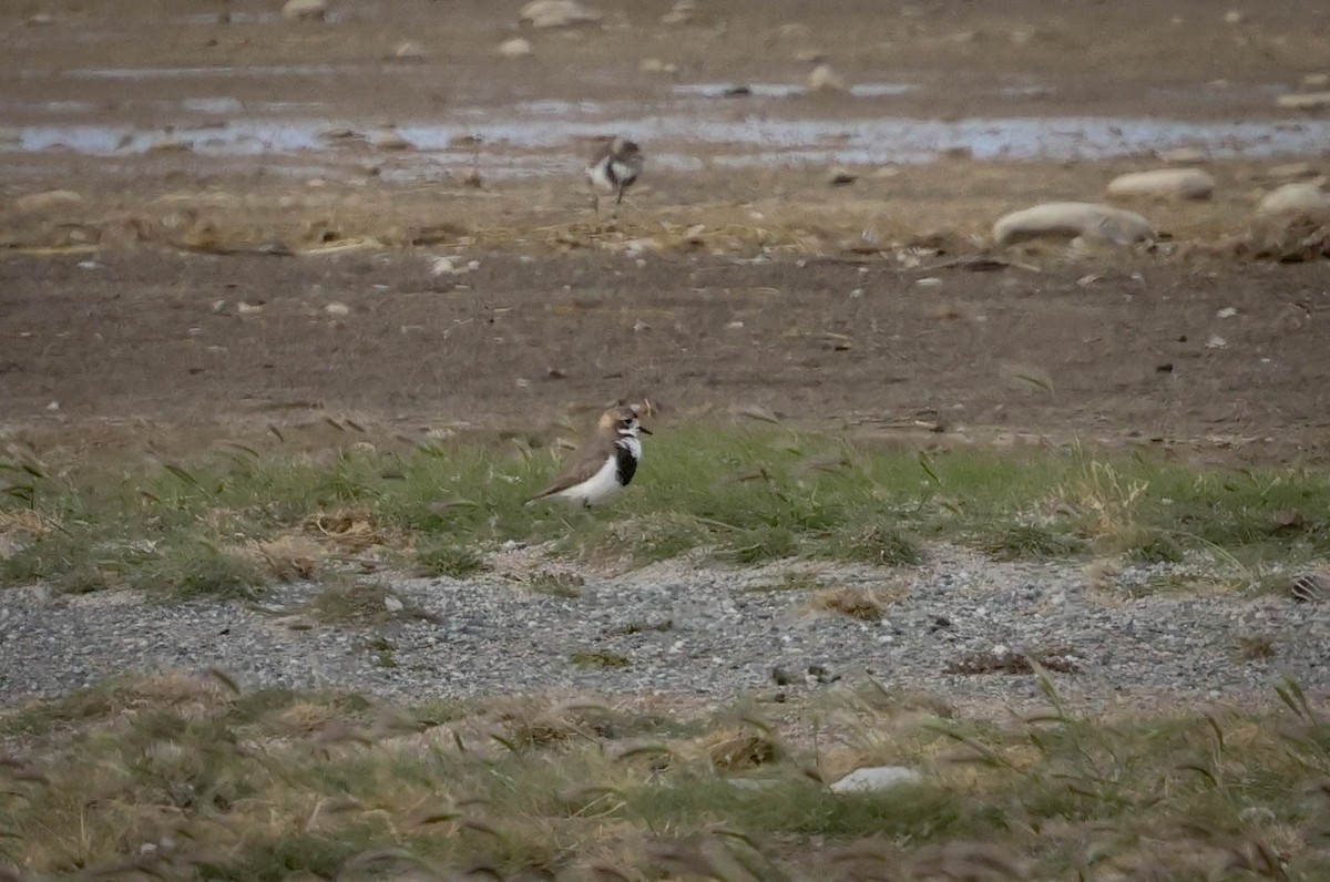 Two-banded Plover - ML616513428