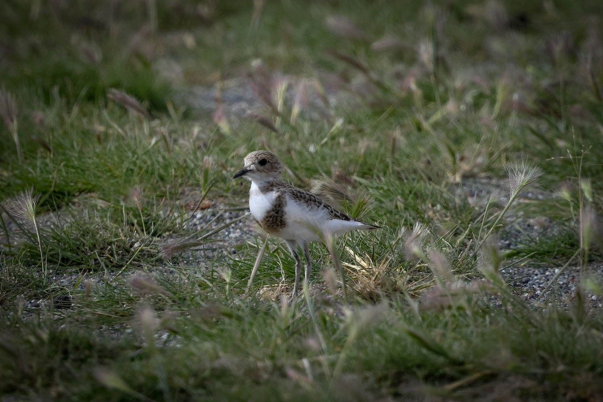 Two-banded Plover - ML616513462
