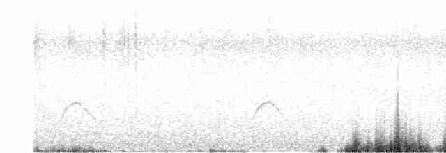 Ak Tepeli Elenya (chilensis) - ML616513581