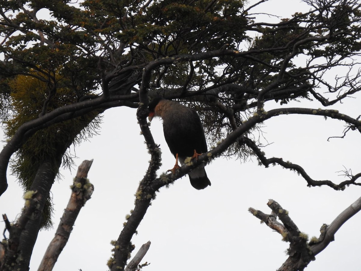 Crested Caracara (Southern) - ML616513631