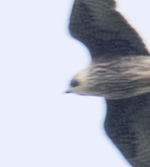 Peregrine Falcon (Tundra) - Jack Hayden
