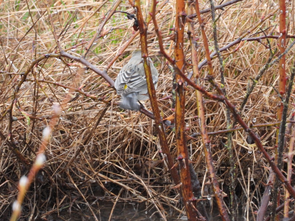 Yellow-rumped Warbler (Audubon's) - ML616513707