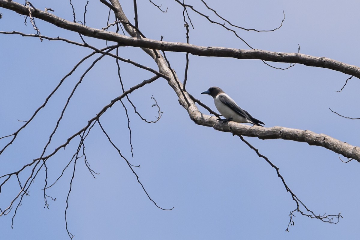Ivory-backed Woodswallow - ML616513723