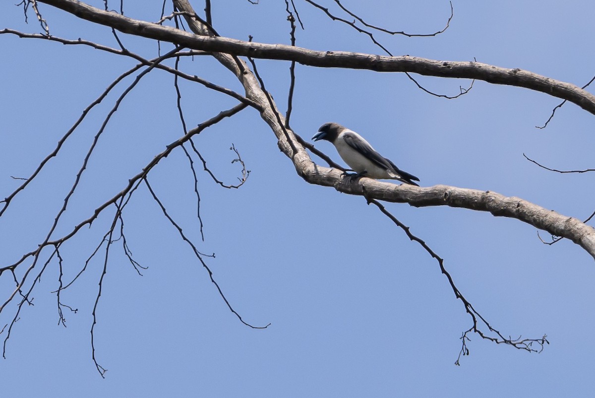 Ivory-backed Woodswallow - ML616513727