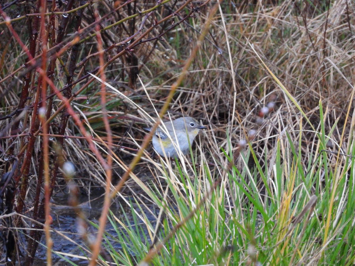 Yellow-rumped Warbler (Audubon's) - ML616513745