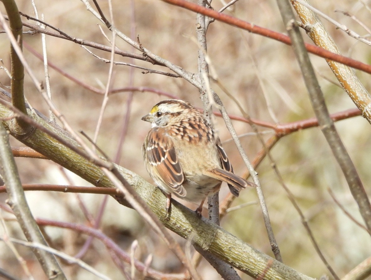 White-throated Sparrow - ML616513830