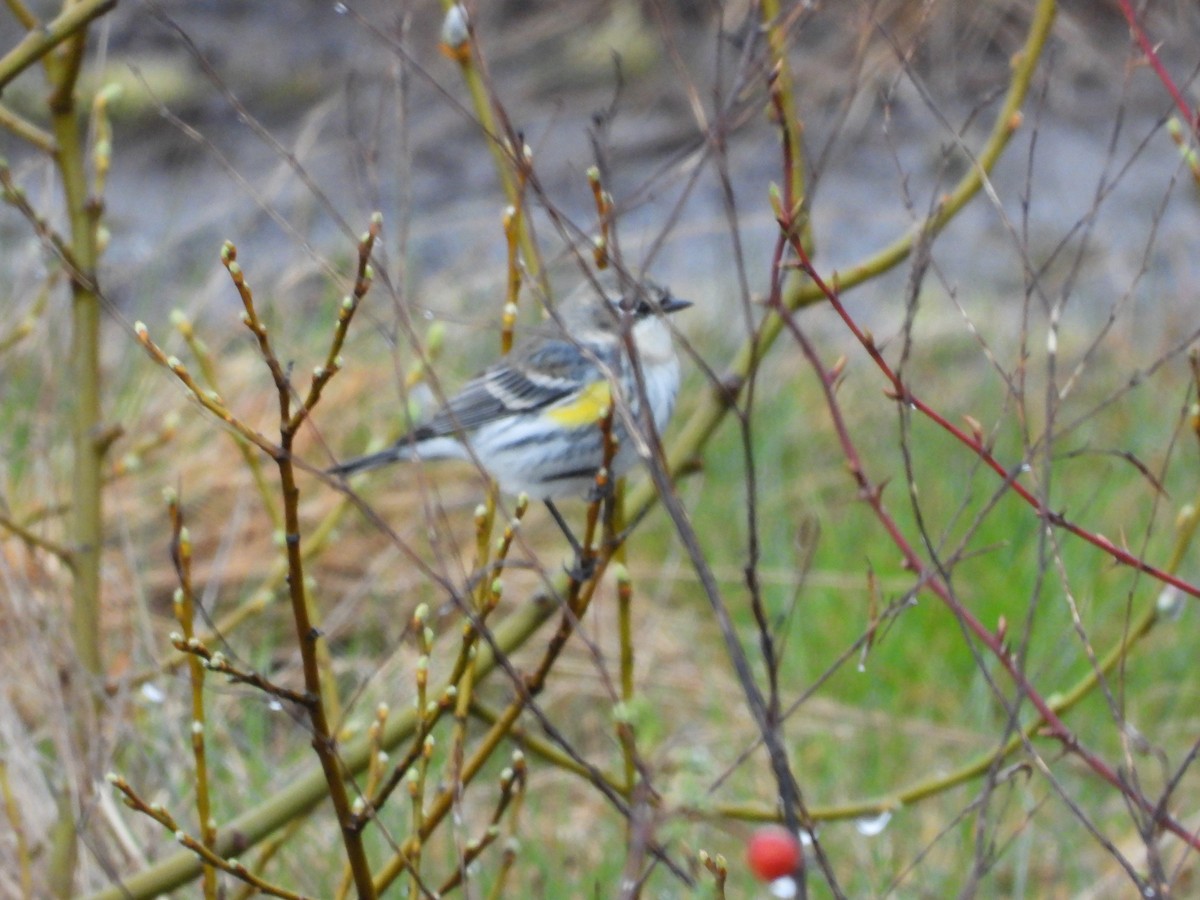 Yellow-rumped Warbler (Myrtle) - W. Douglas Robinson