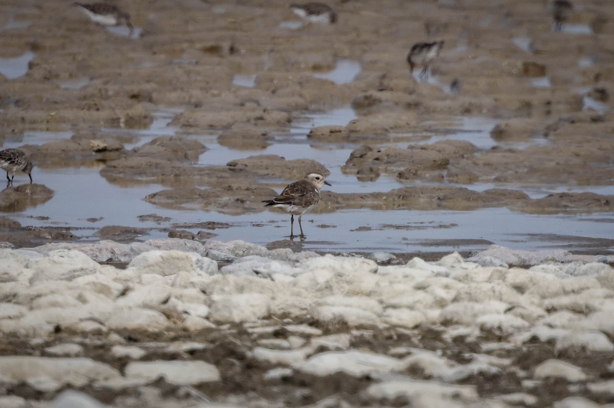 Rufous-chested Dotterel - Skip Russell