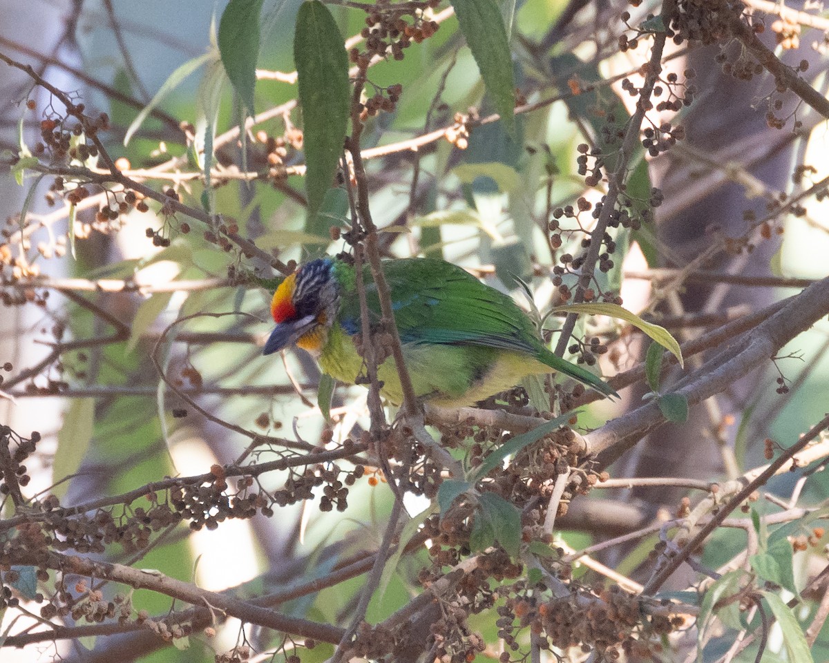 Golden-throated Barbet - Dixie Sommers
