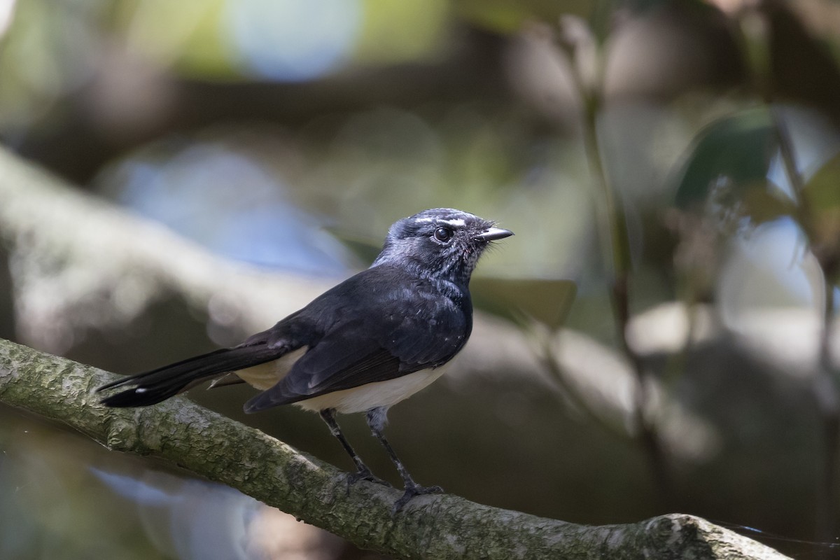 Willie-wagtail - ML616514036