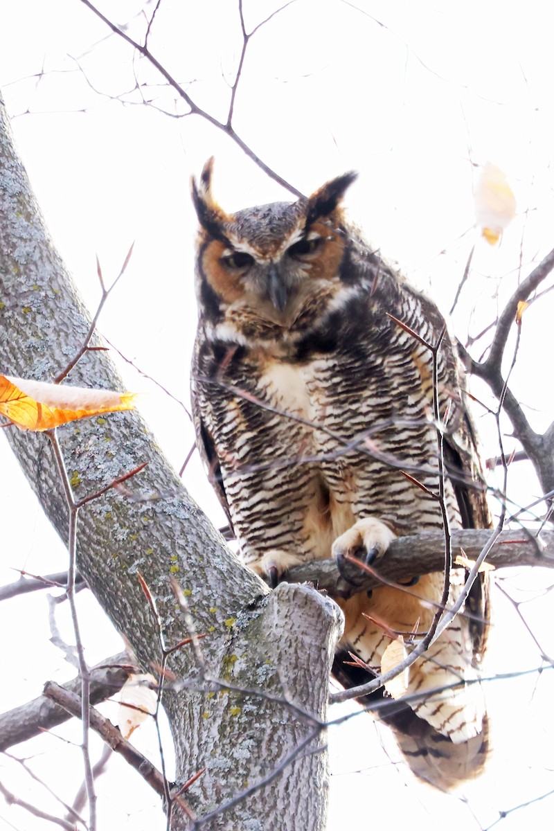 Great Horned Owl - ML616514158