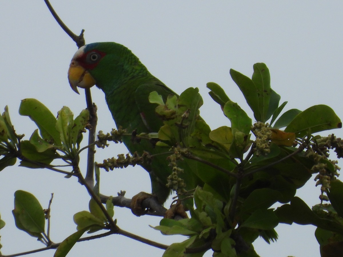 White-fronted Parrot - ML616514174