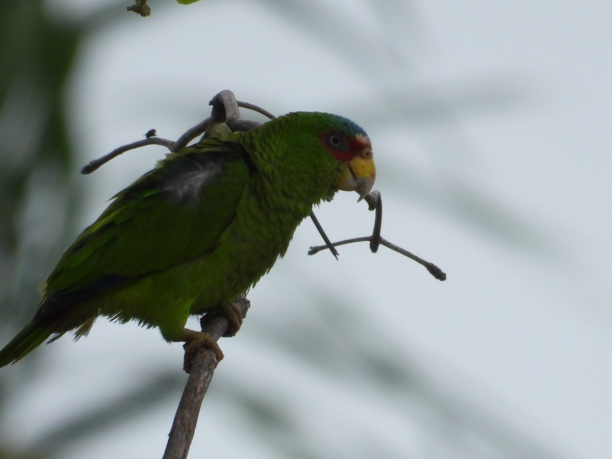 White-fronted Parrot - ML616514185