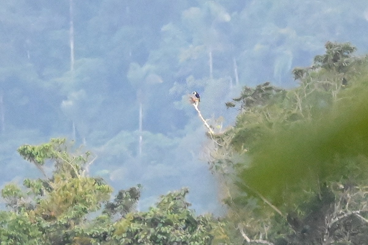 tukan volavý (ssp. culminatus/pintoi) - ML616514348