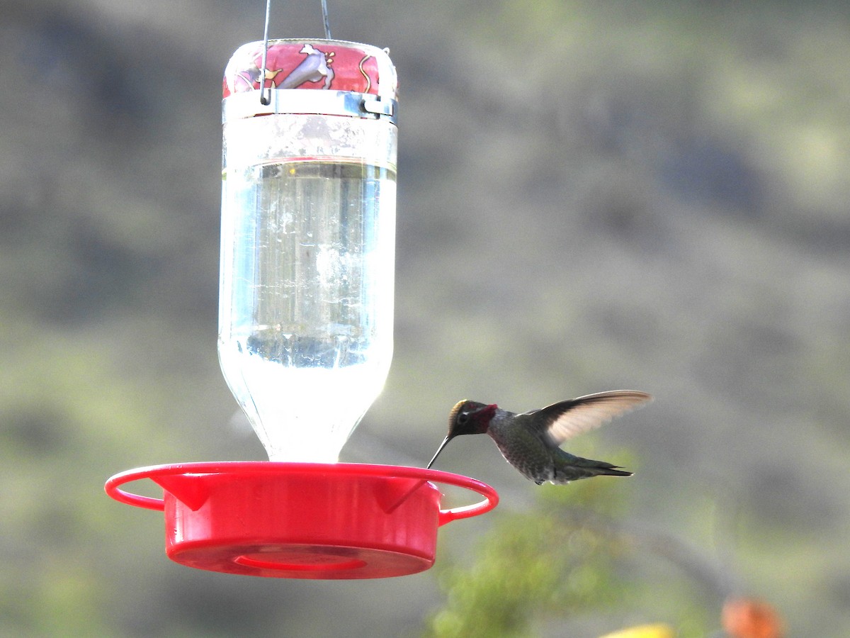 Anna's Hummingbird - ML616514378