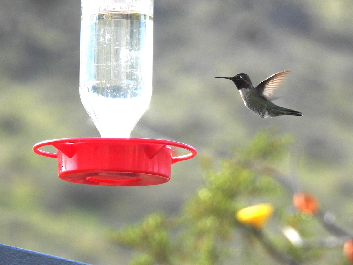 Anna's Hummingbird - ML616514379