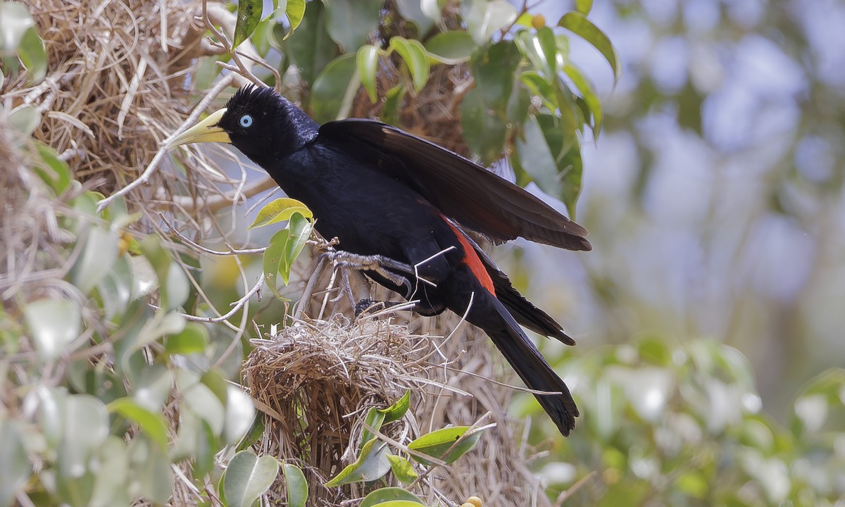Red-rumped Cacique - Steve Kelling