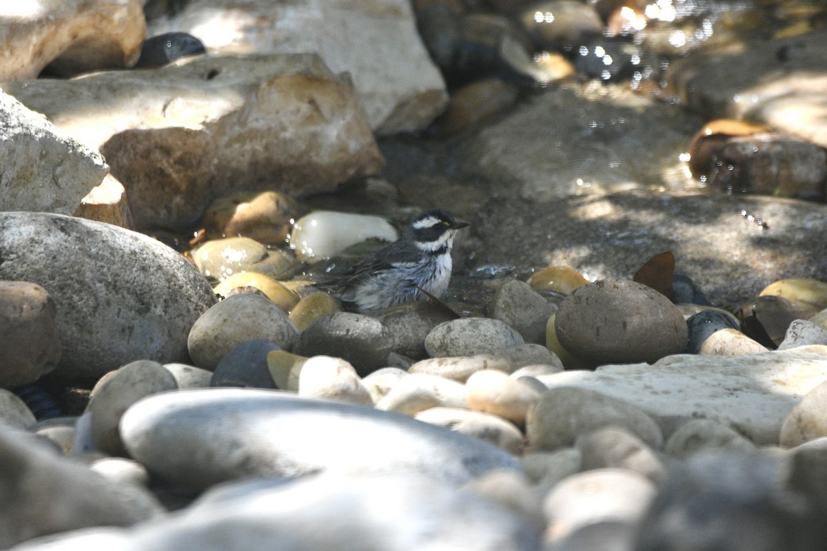 Black-throated Gray Warbler - ML616514483