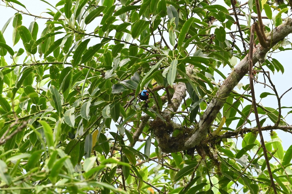 Blue-necked Tanager - ML616514681