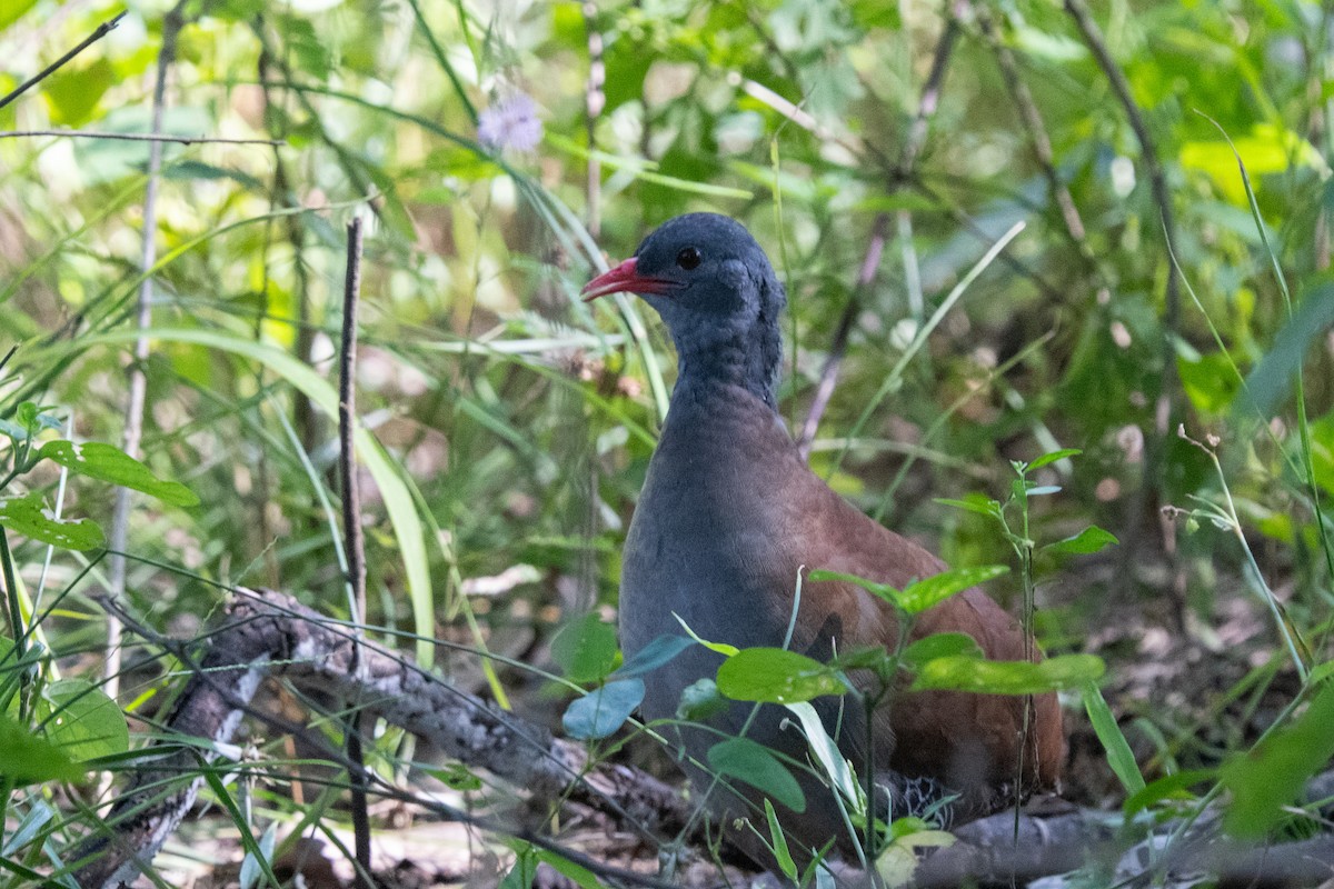 Small-billed Tinamou - Ted Kavanagh