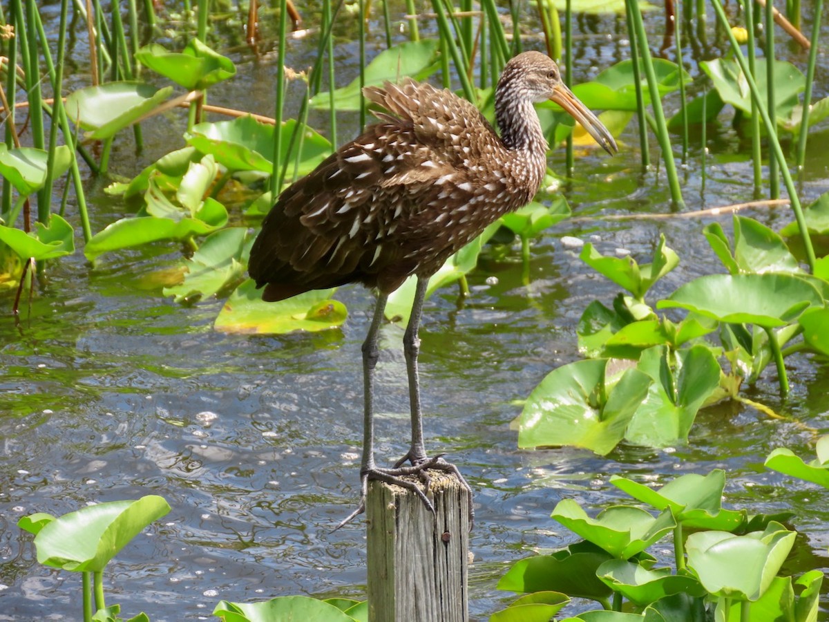 eBird Checklist - 26 Mar 2024 - Lake Ida Park - 33 species (+1 other taxa)