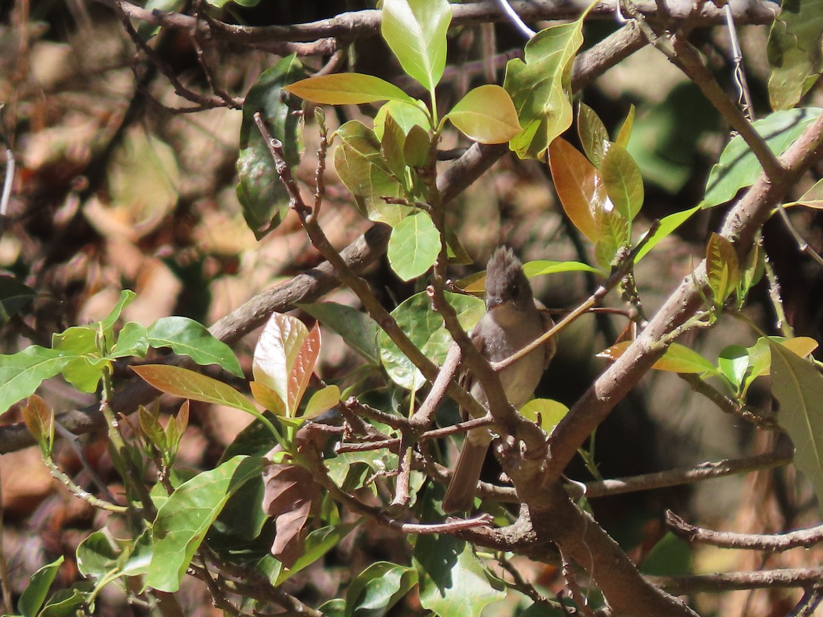 Greater Pewee (Mexican) - ML616514799