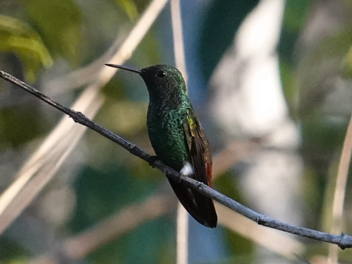 Copper-tailed Hummingbird - ML616514837