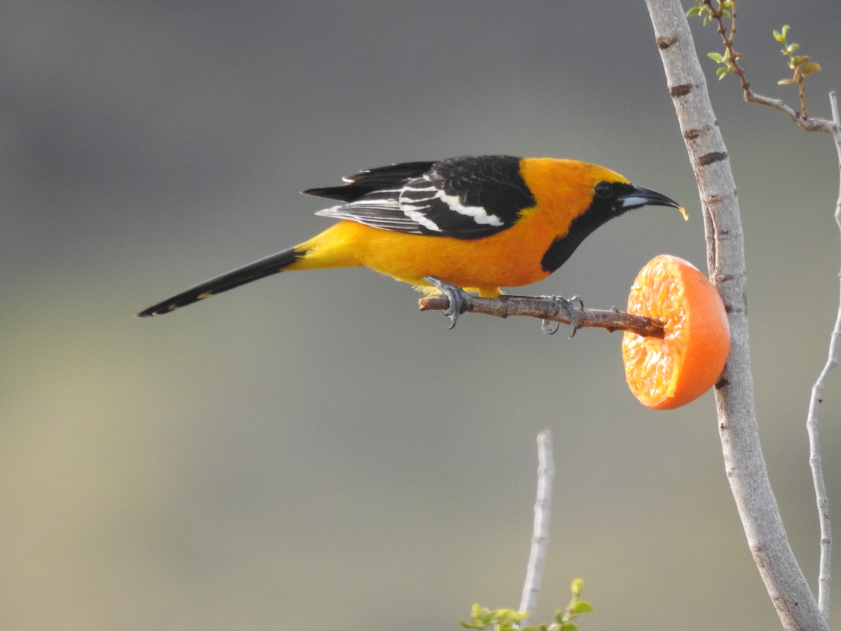 Hooded Oriole - Tom Dudones