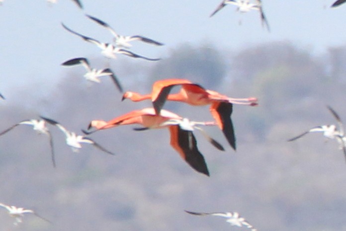 Chilean Flamingo - ML616514925