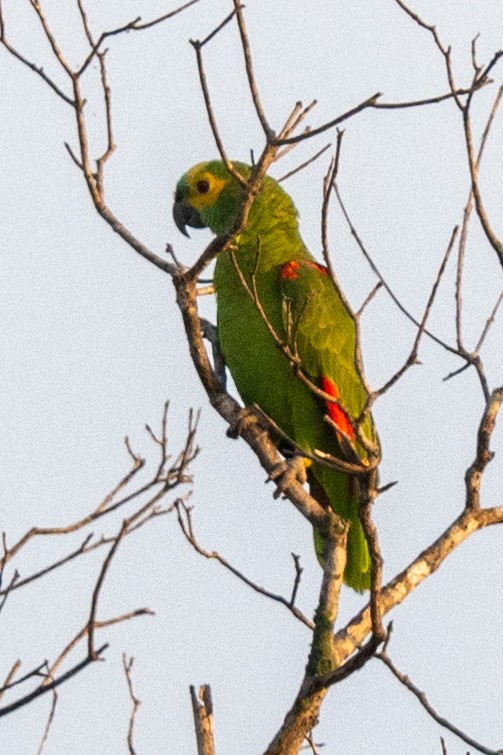 Turquoise-fronted Parrot - ML616514943