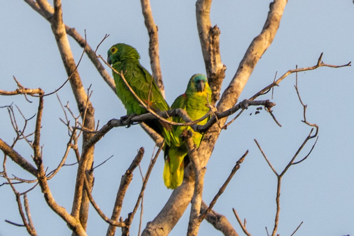 Turquoise-fronted Parrot - Ted Kavanagh