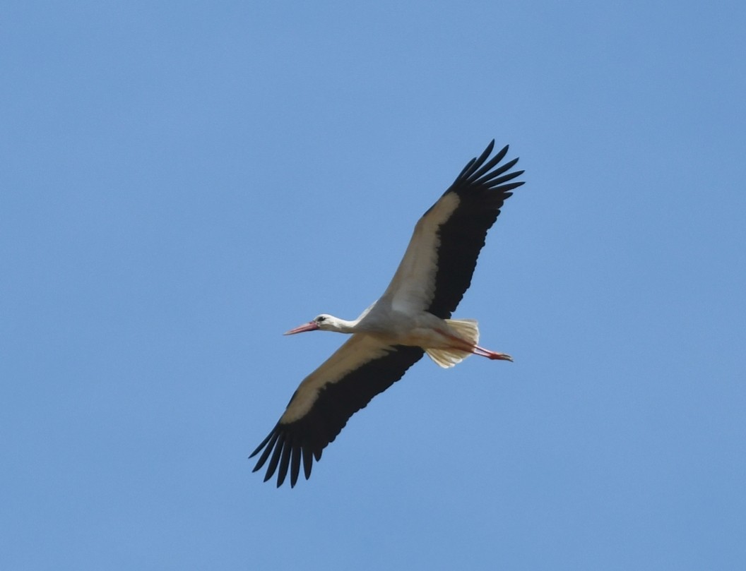 White Stork - ML616514975