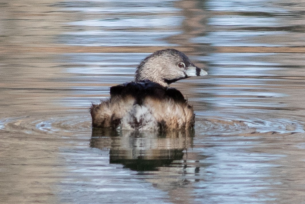 Pied-billed Grebe - Timothy Graves