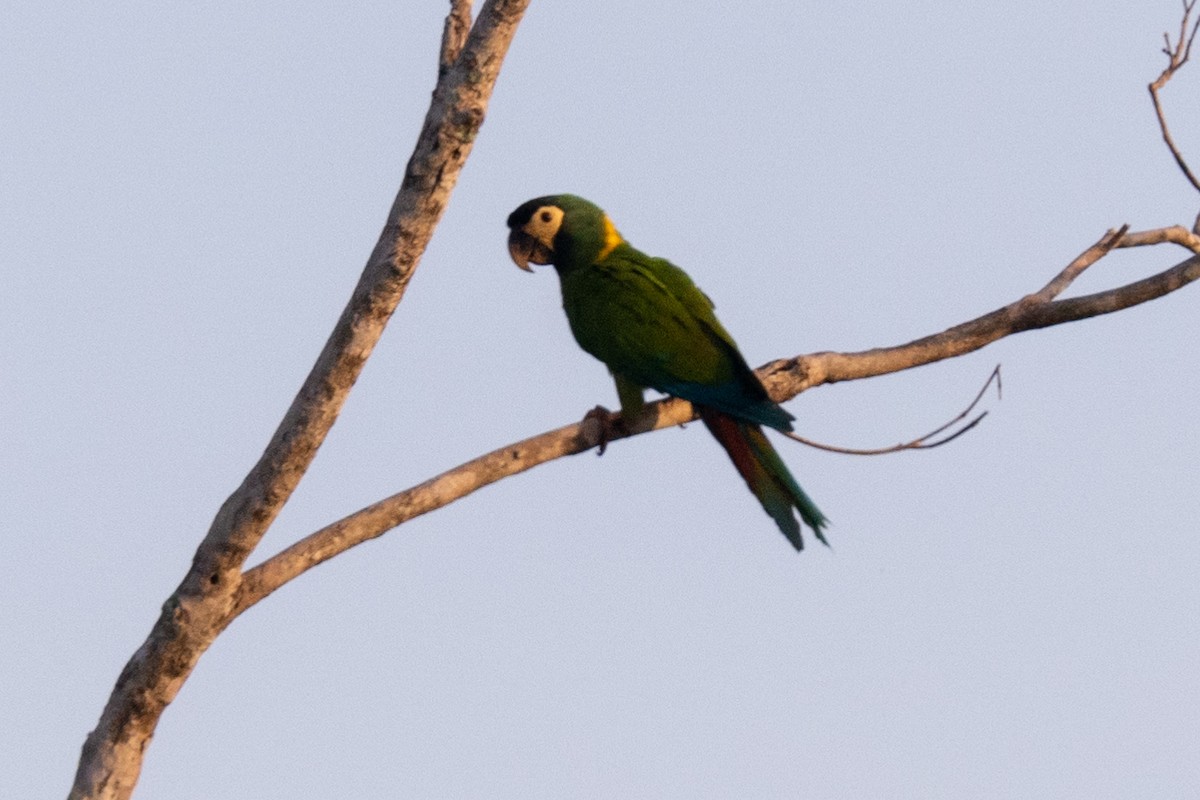 Yellow-collared Macaw - Ted Kavanagh