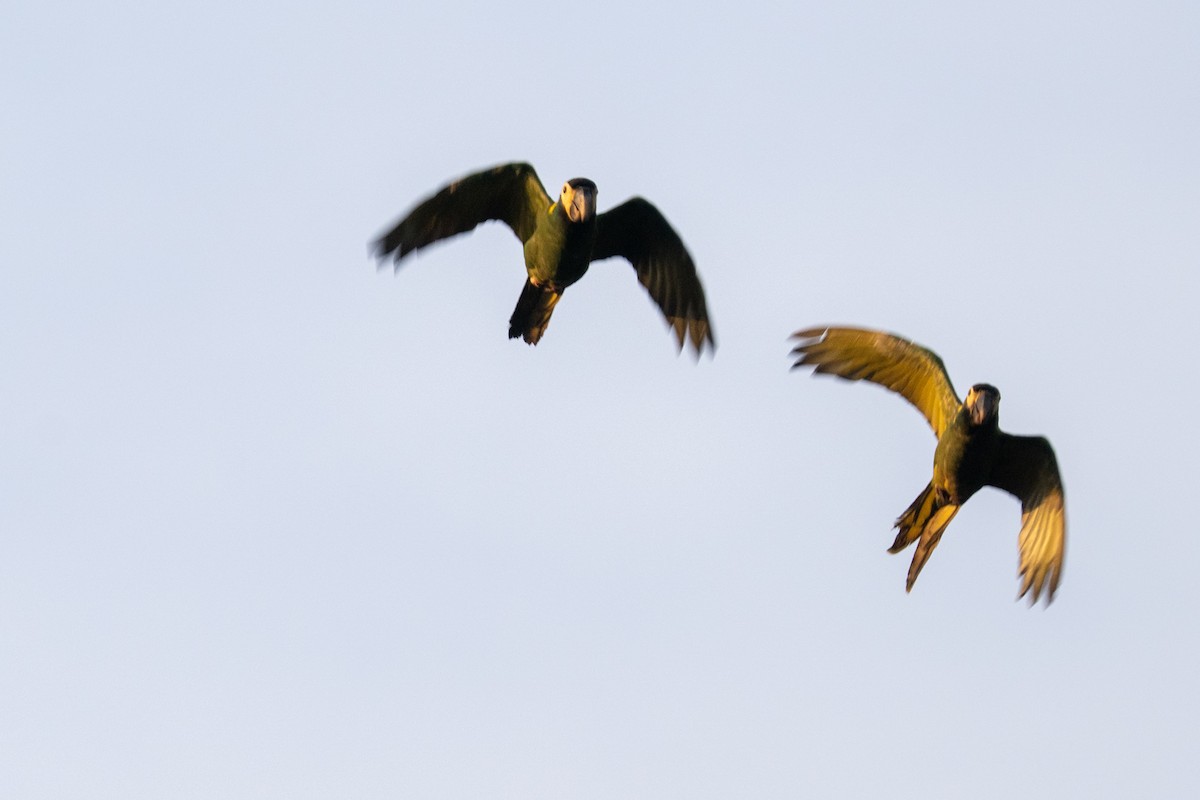 Yellow-collared Macaw - Ted Kavanagh