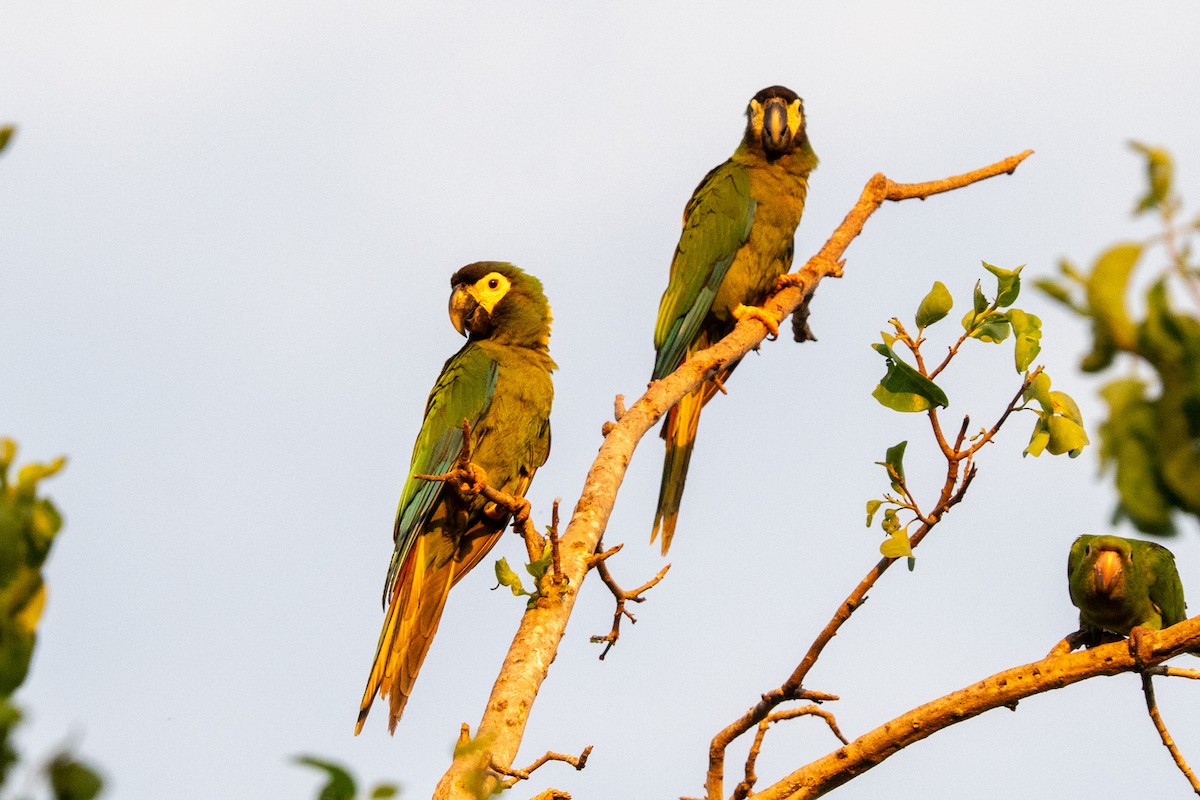 Yellow-collared Macaw - ML616515017