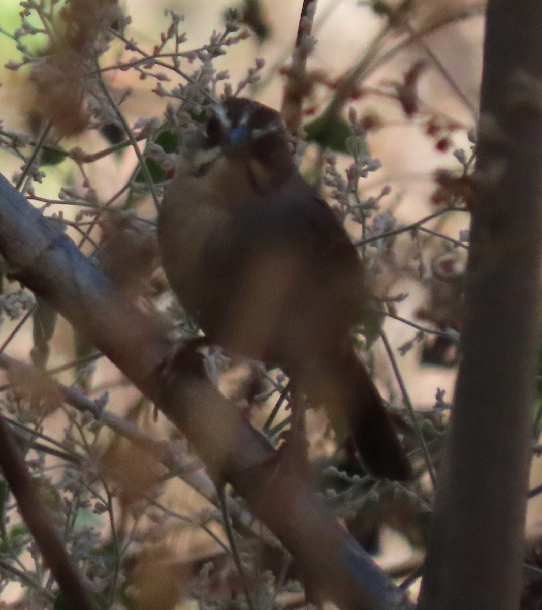 Oaxaca Sparrow - ML616515032