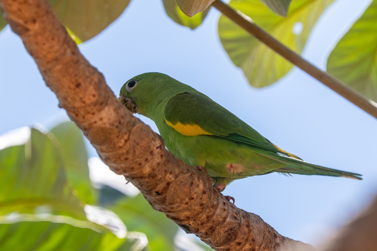 Yellow-chevroned Parakeet - Ted Kavanagh