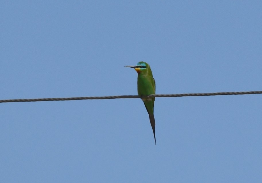 Blue-cheeked Bee-eater - ML616515056