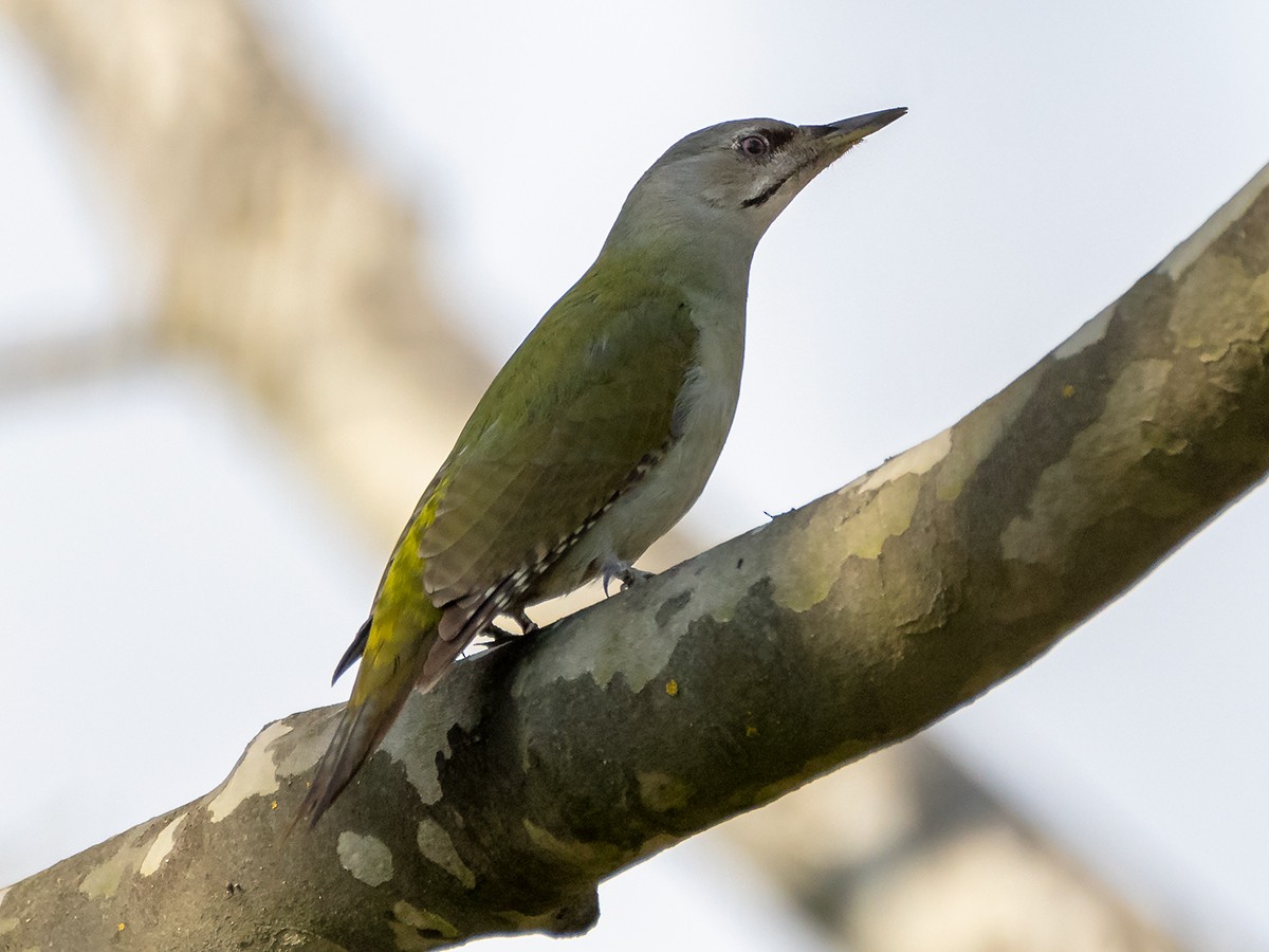Gray-headed Woodpecker - Saki Tsilianidis
