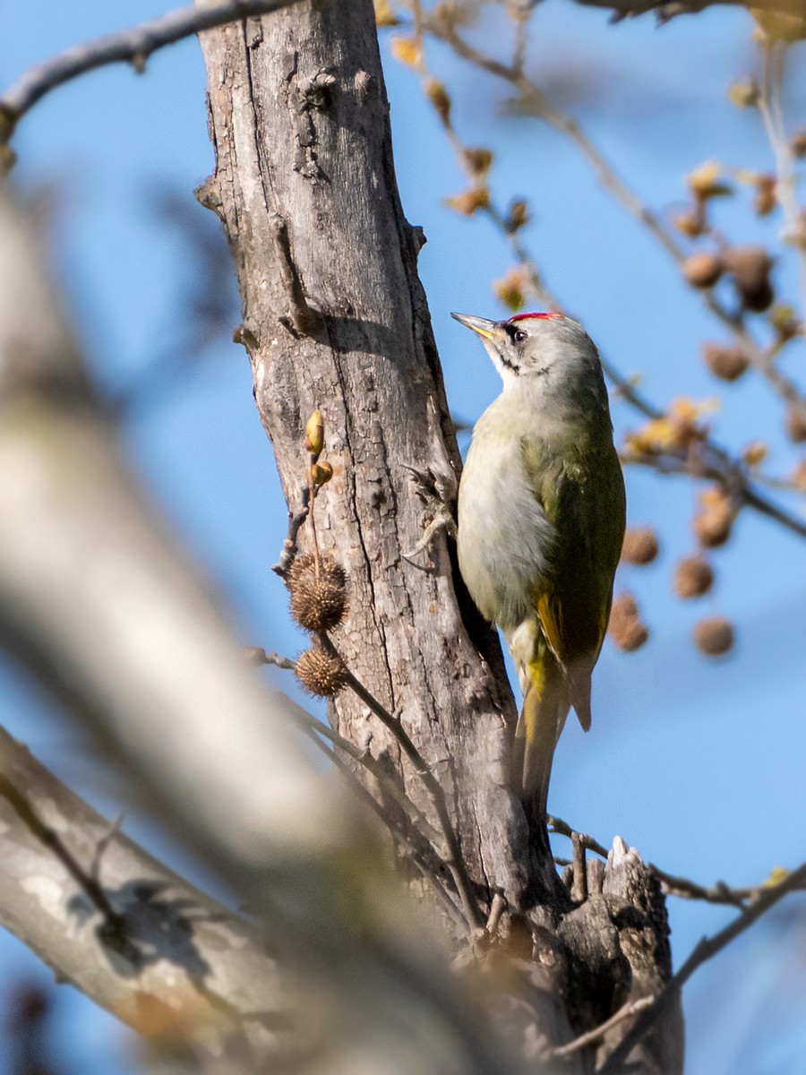 Gray-headed Woodpecker - Saki Tsilianidis