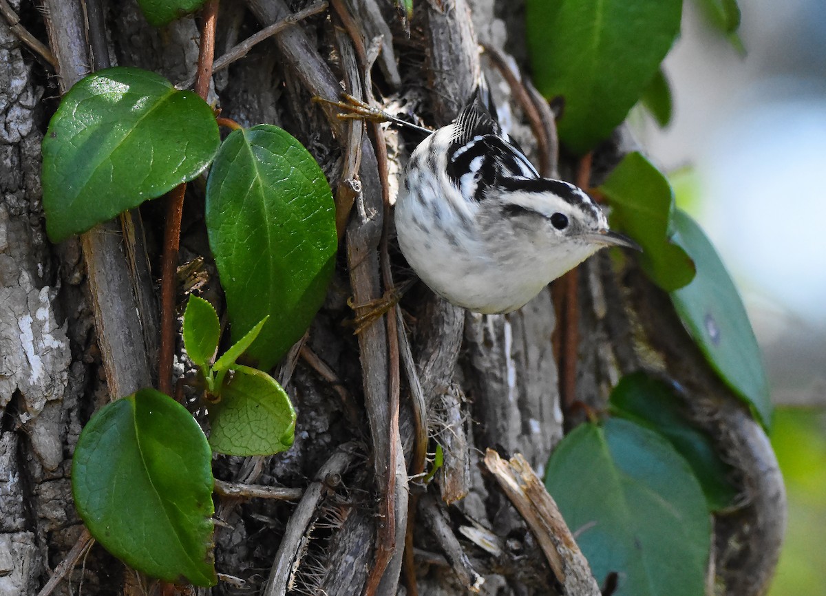 Black-and-white Warbler - ML616515124