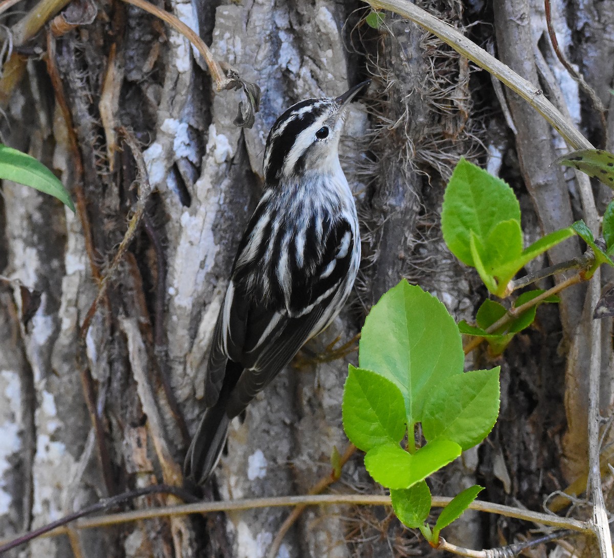 Black-and-white Warbler - ML616515126