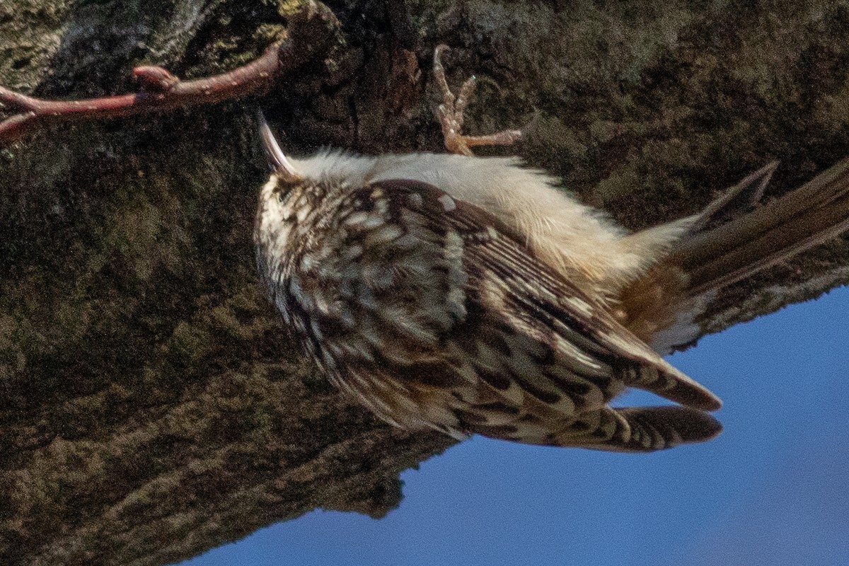 Brown Creeper - Timothy Graves