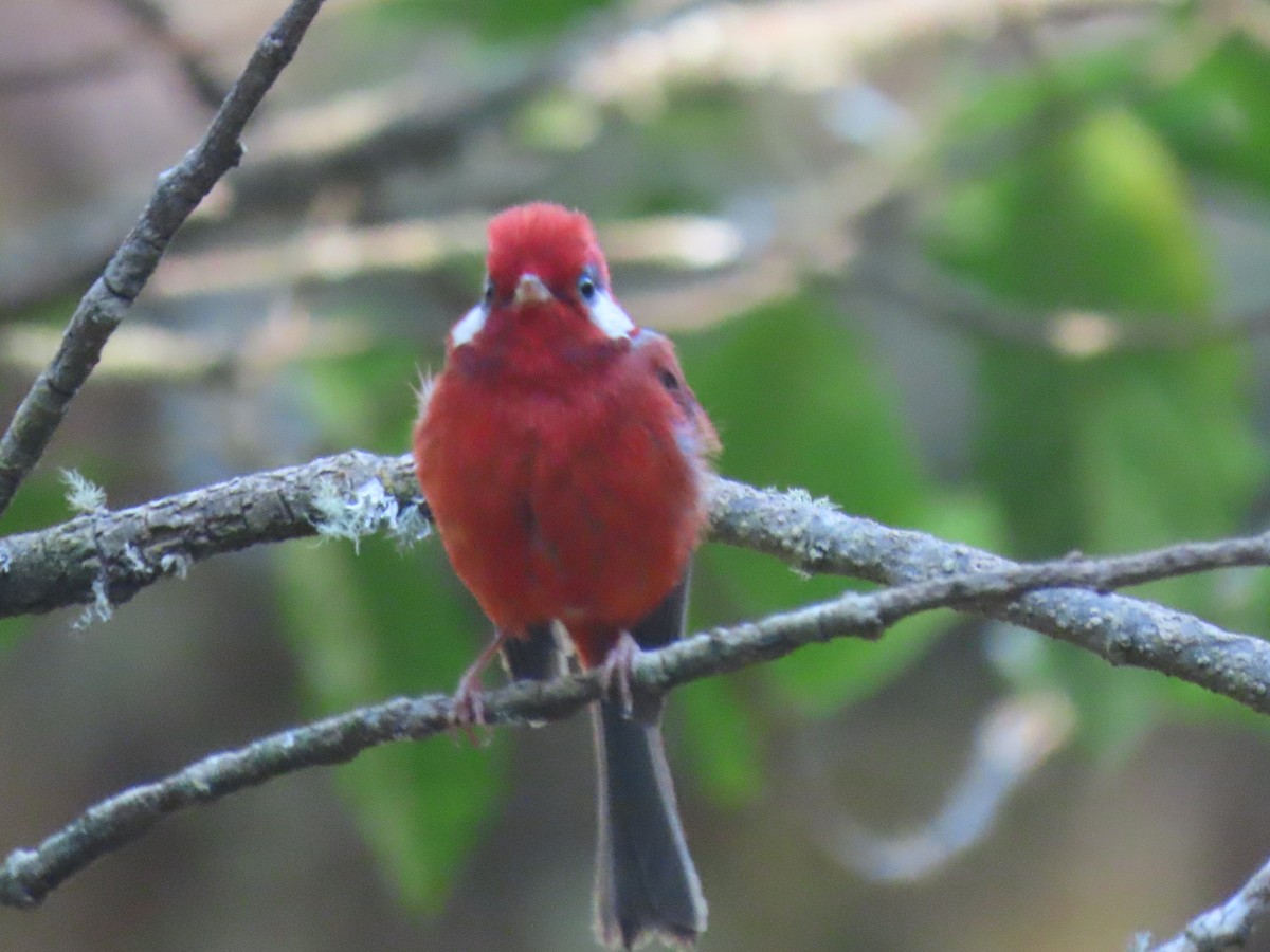 Red Warbler (White-cheeked) - ML616515222