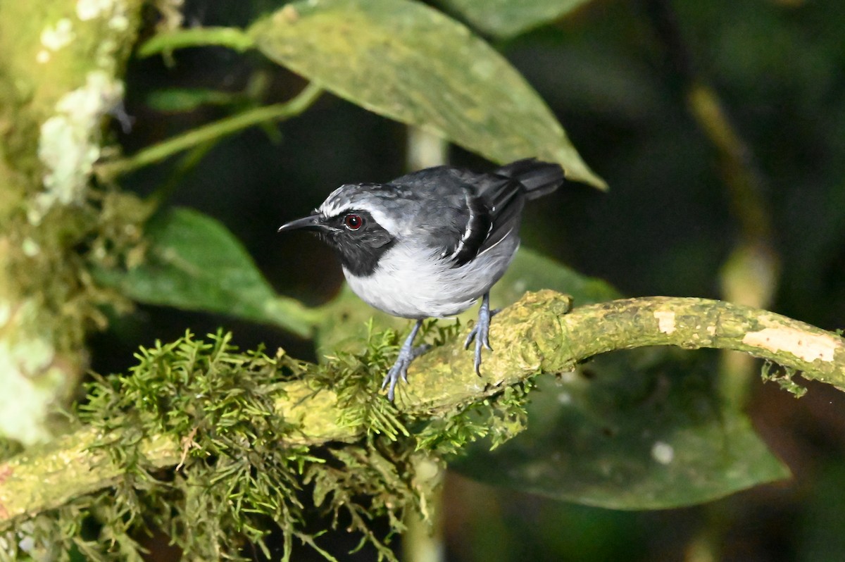 Black-faced Antbird - ML616515247