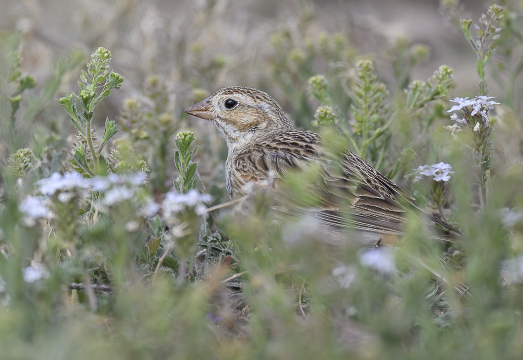 Thick-billed Longspur - ML616515270