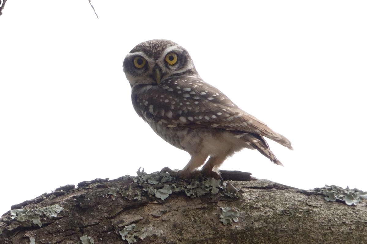 Spotted Owlet - ML616515336