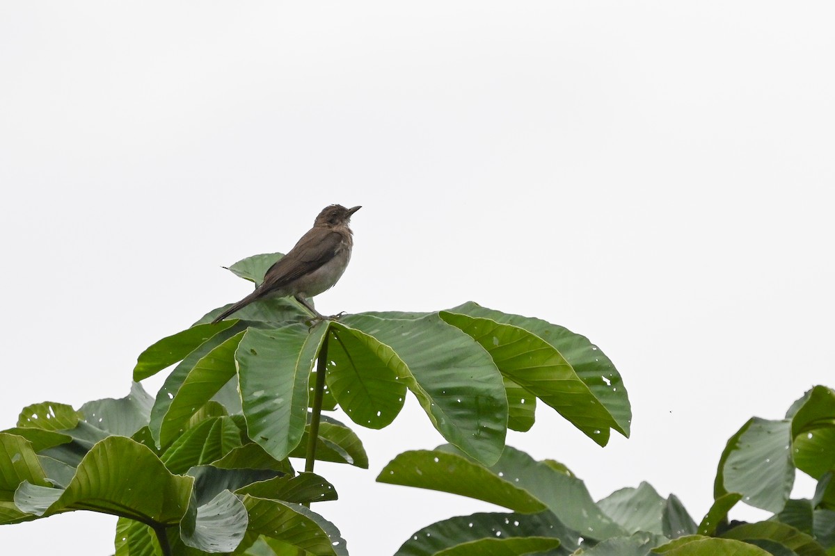 Black-billed Thrush (Amazonian) - Dan O'Brien